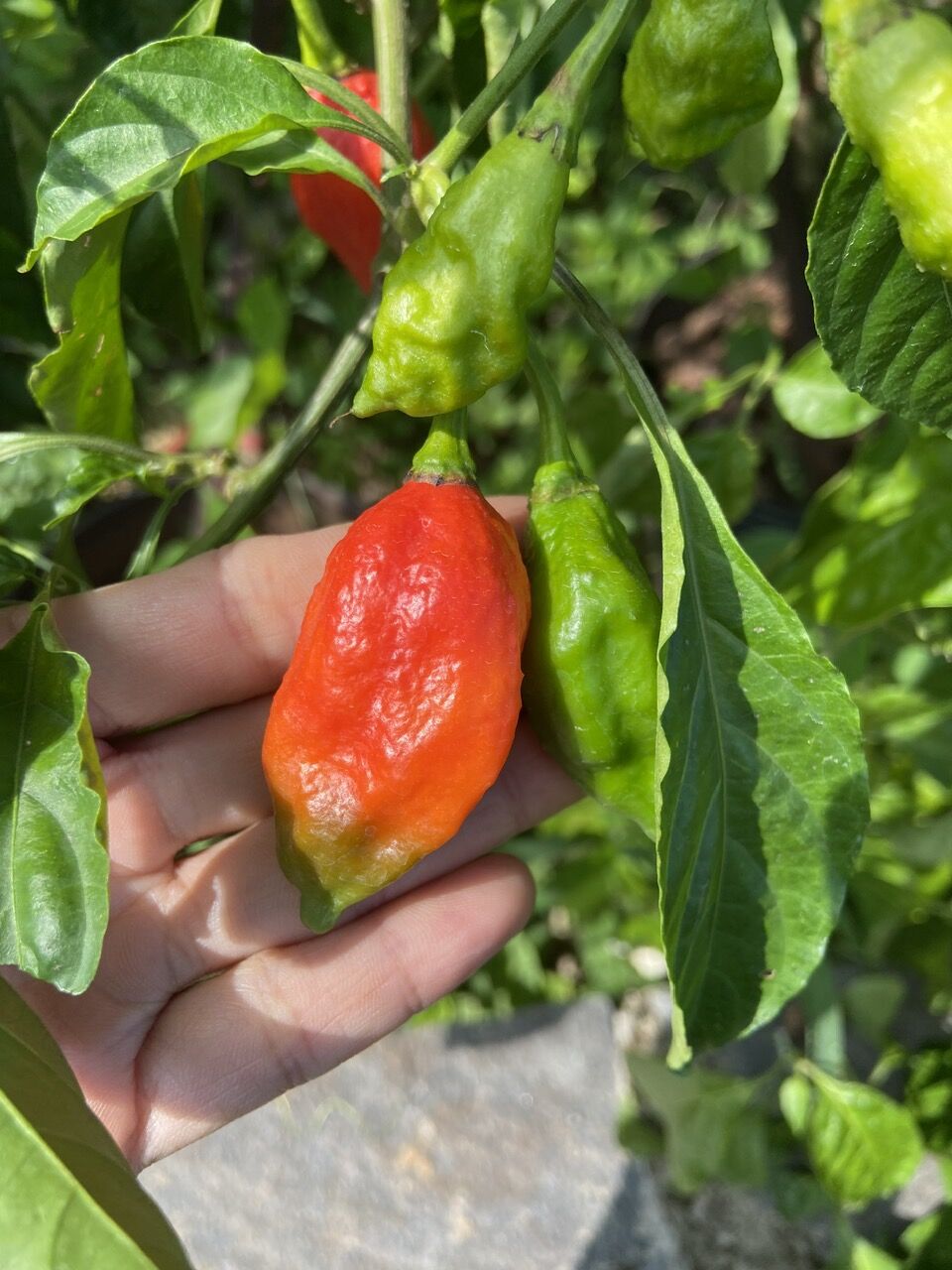 Hạt giống ớt Ghost red hay còn gọi ớt mặt quỷ