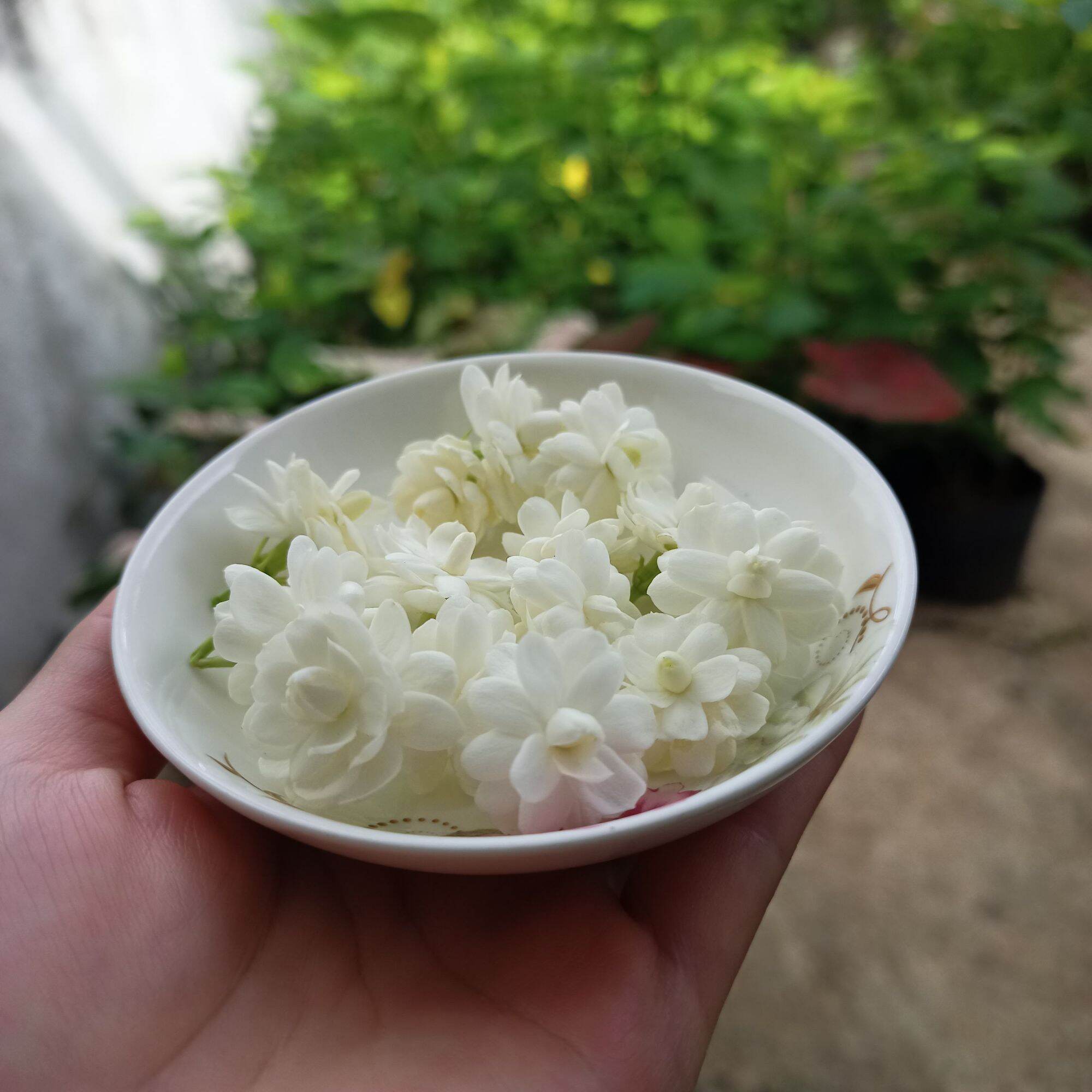 Cây hoa lài ta, lài trà, sẵn hoa troắng, thơm ướp trà, cây đang hoa, nụ- Arabian Jasmine