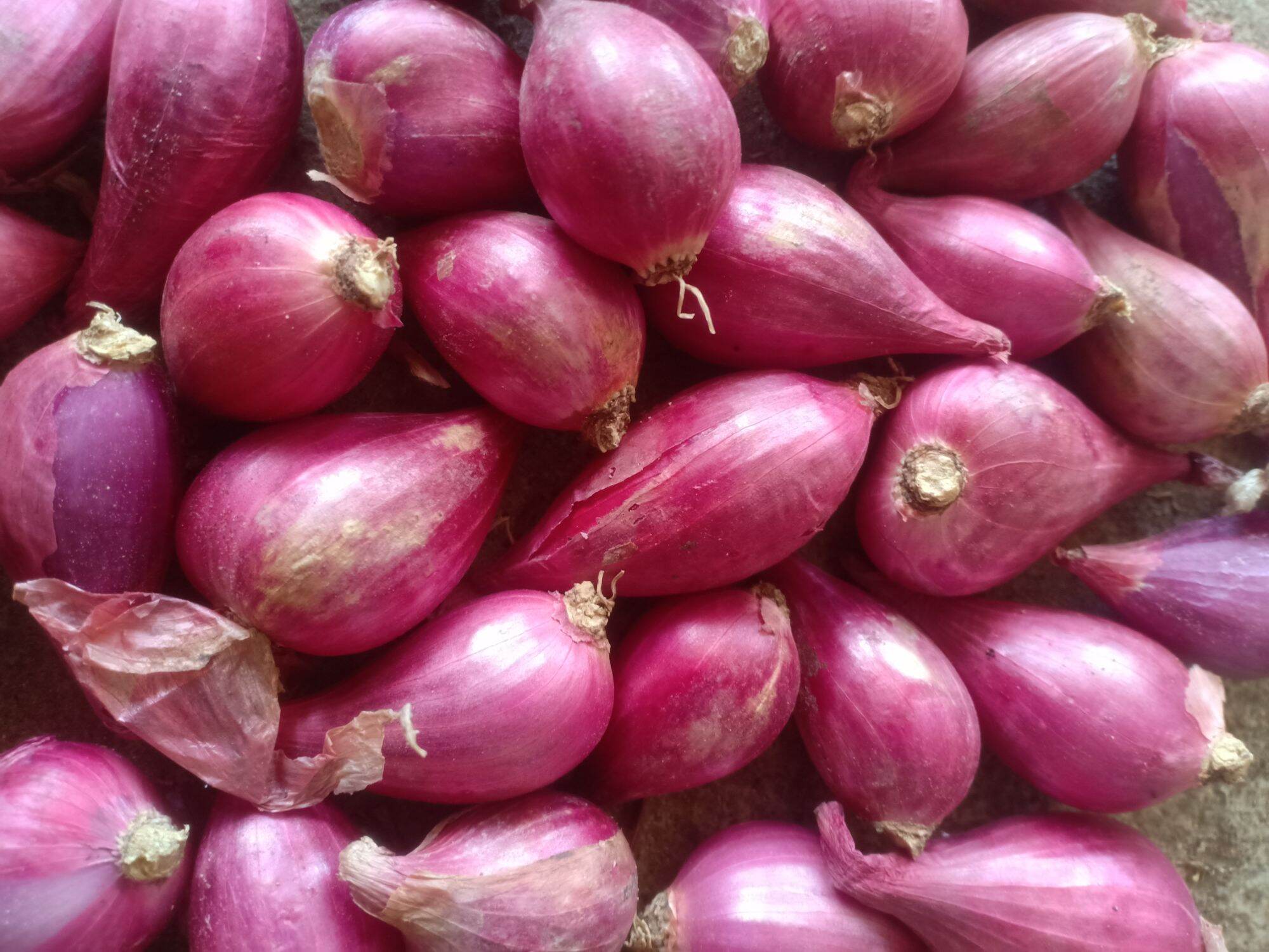 hành tím phan rang loại to, túi 1kg.