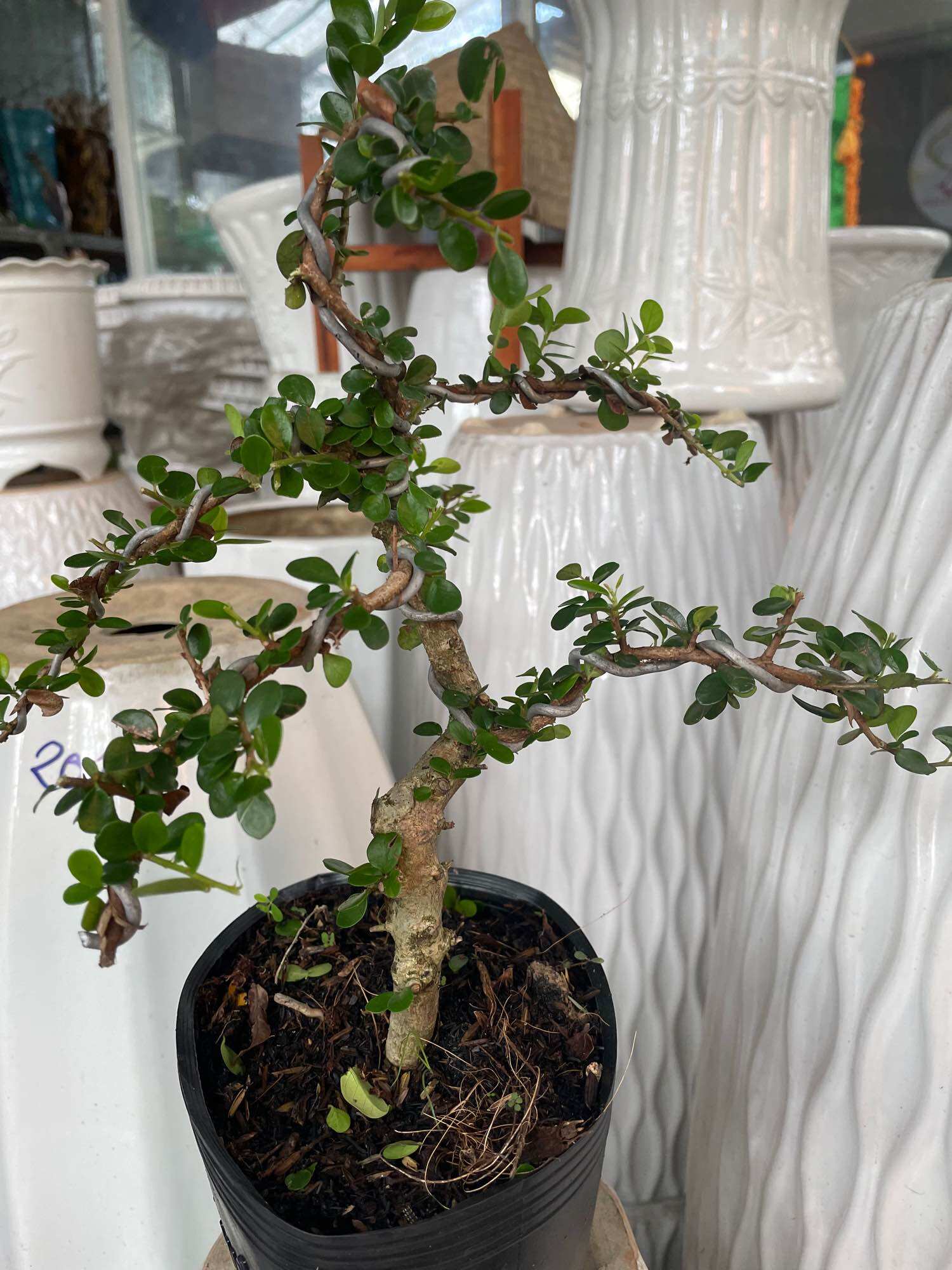Cây Sam núi trái bonsai mini