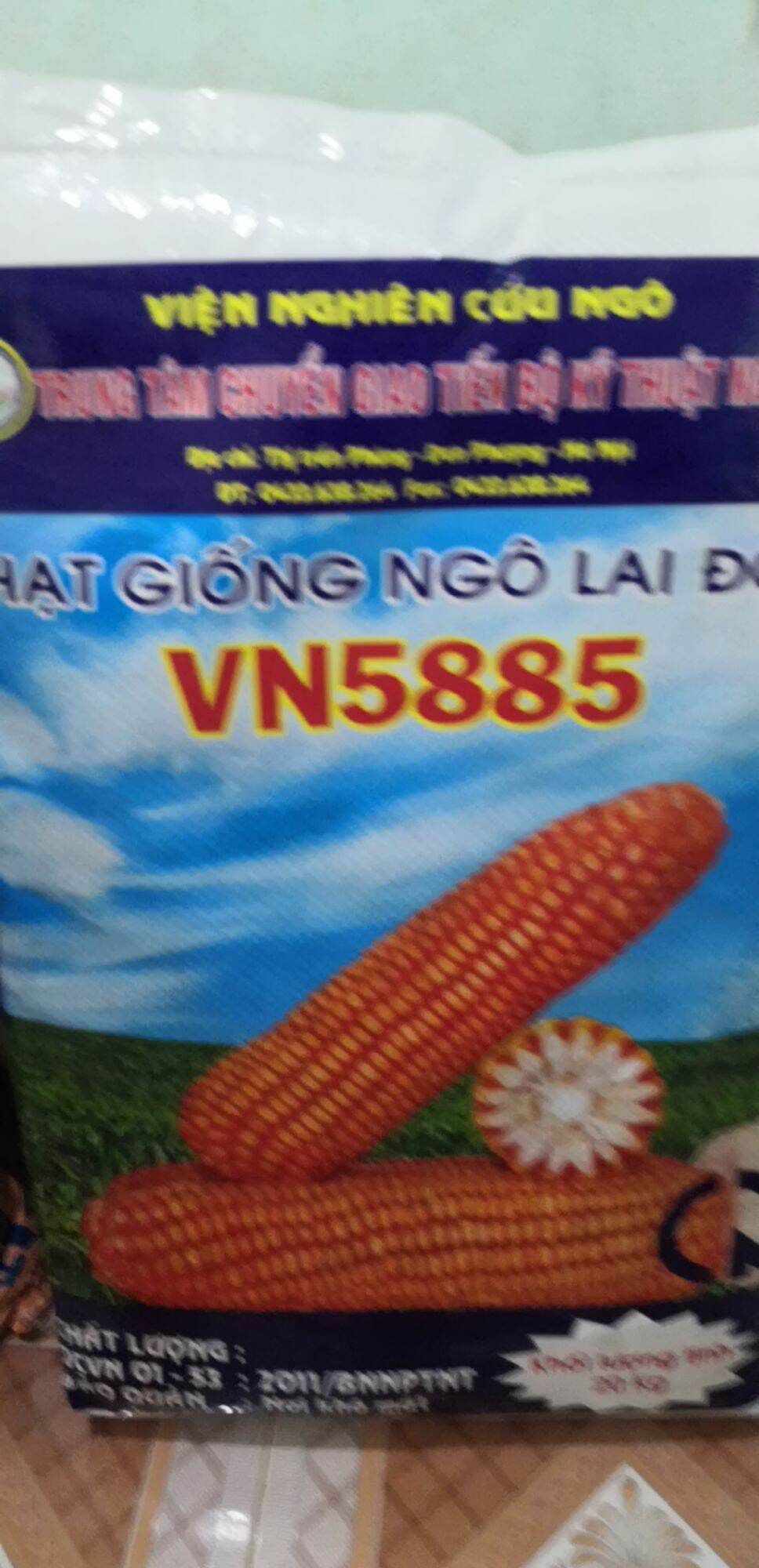 Hạt giống ngô lai f1 vn5885