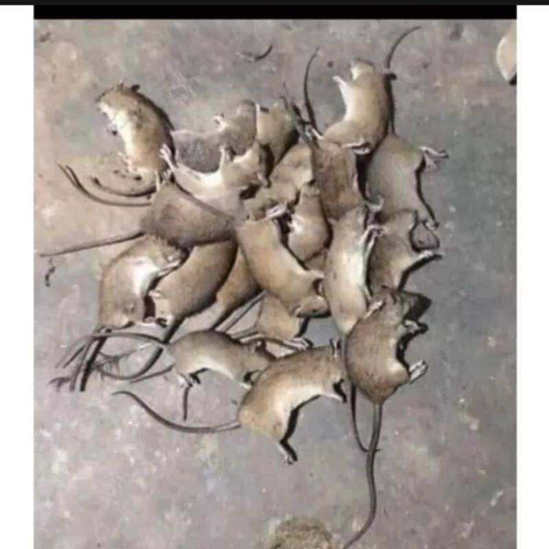 THUỐC DIỆT CHUỘT 🐁 🐁 🐁 [CAM .KẾT.CHẾT .SẠCH.CHUỘT100%]