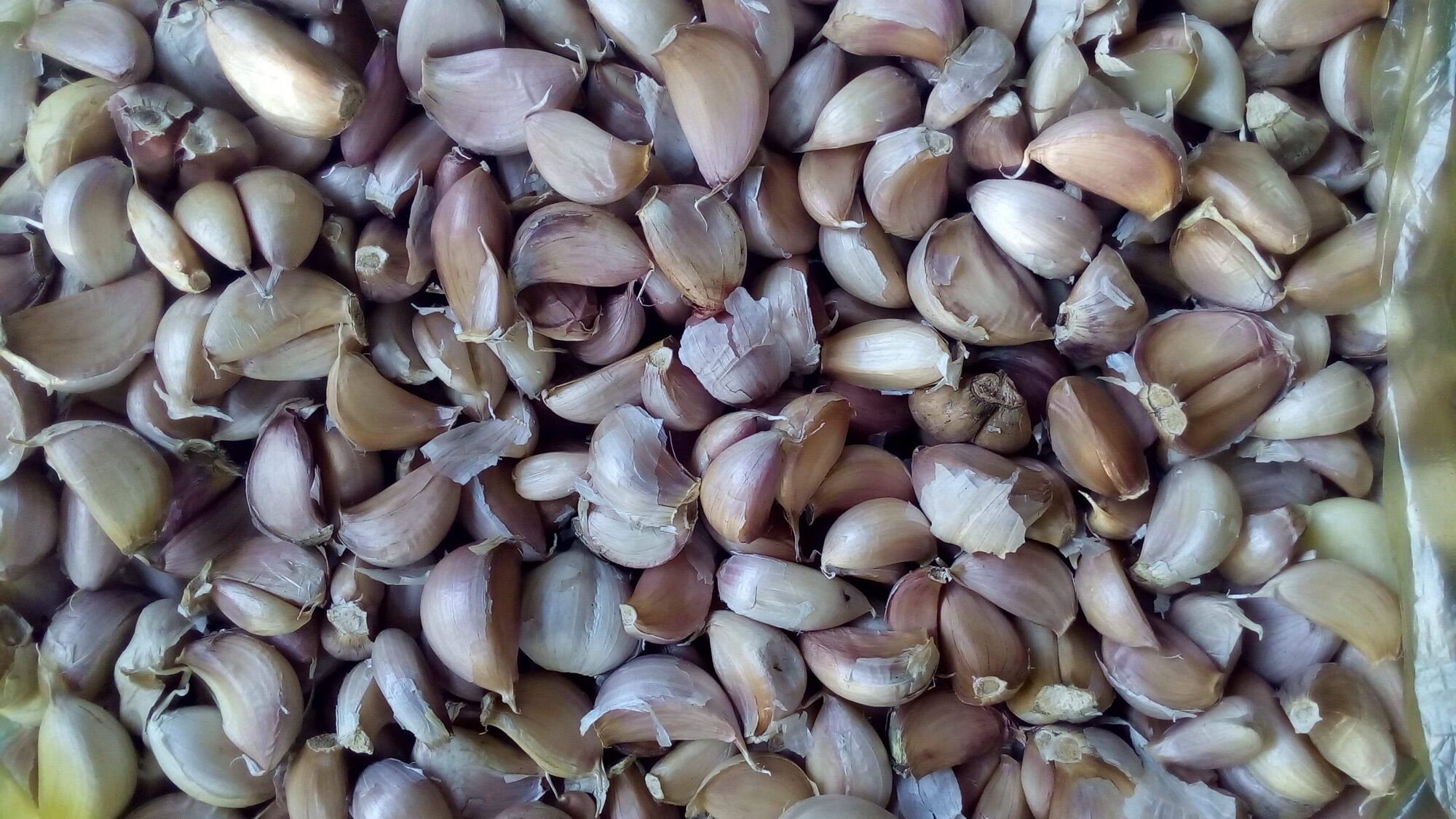 Tỏi Ninh Thuận củ to 1kg