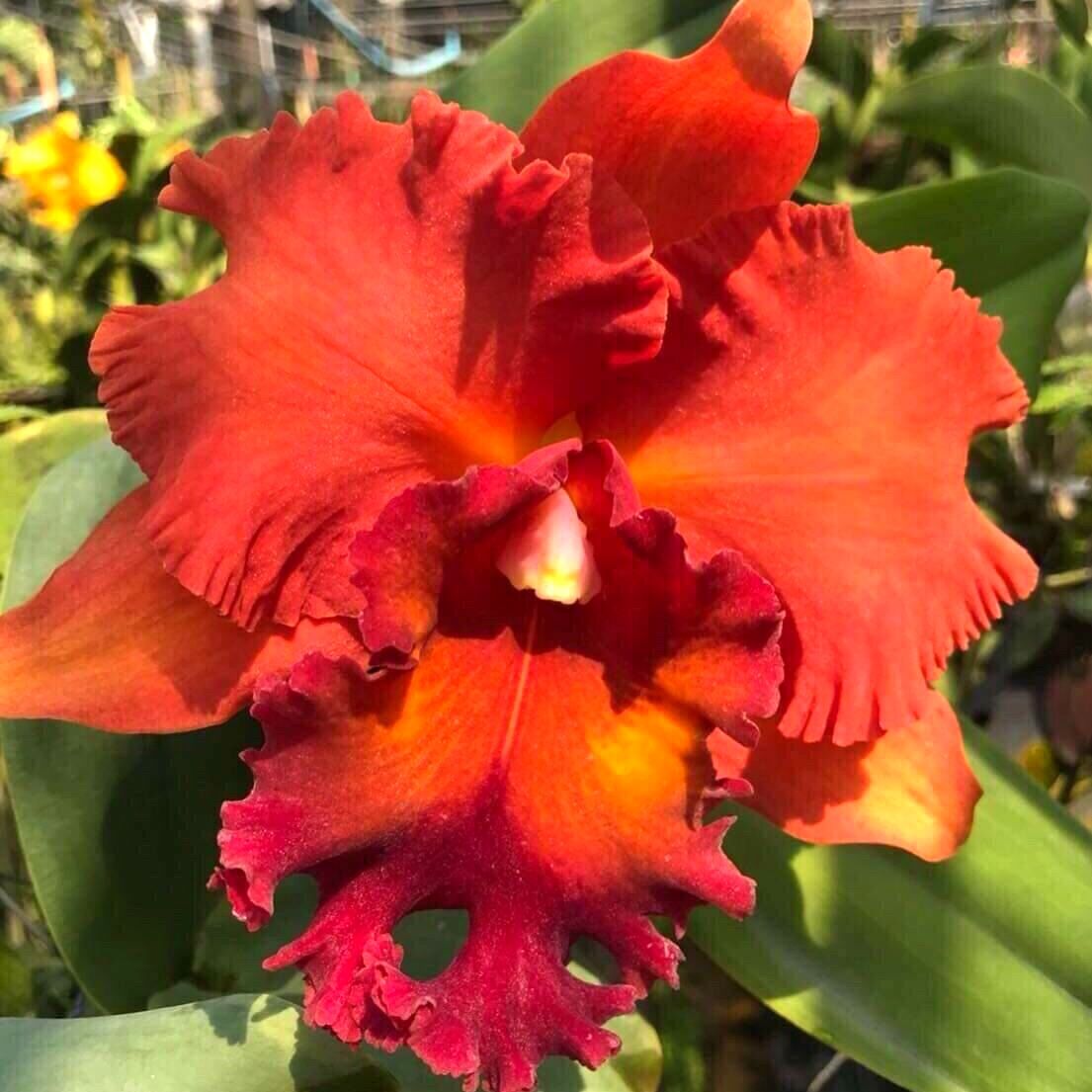 Hoa lan Cattleya đại, hoa to, mặt hoa xổ - 1 chậu