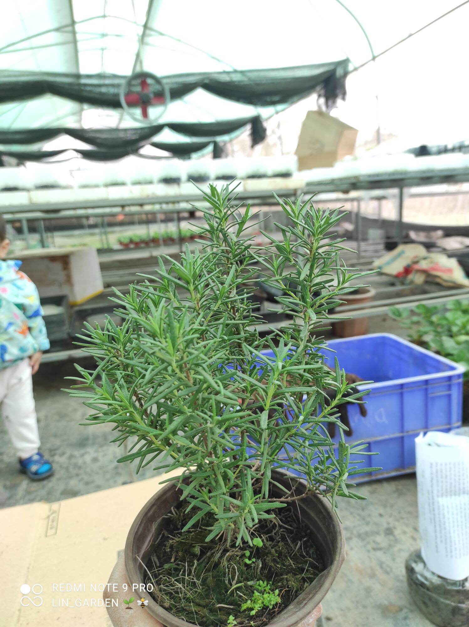 Cây hương thảo ( rosemary)