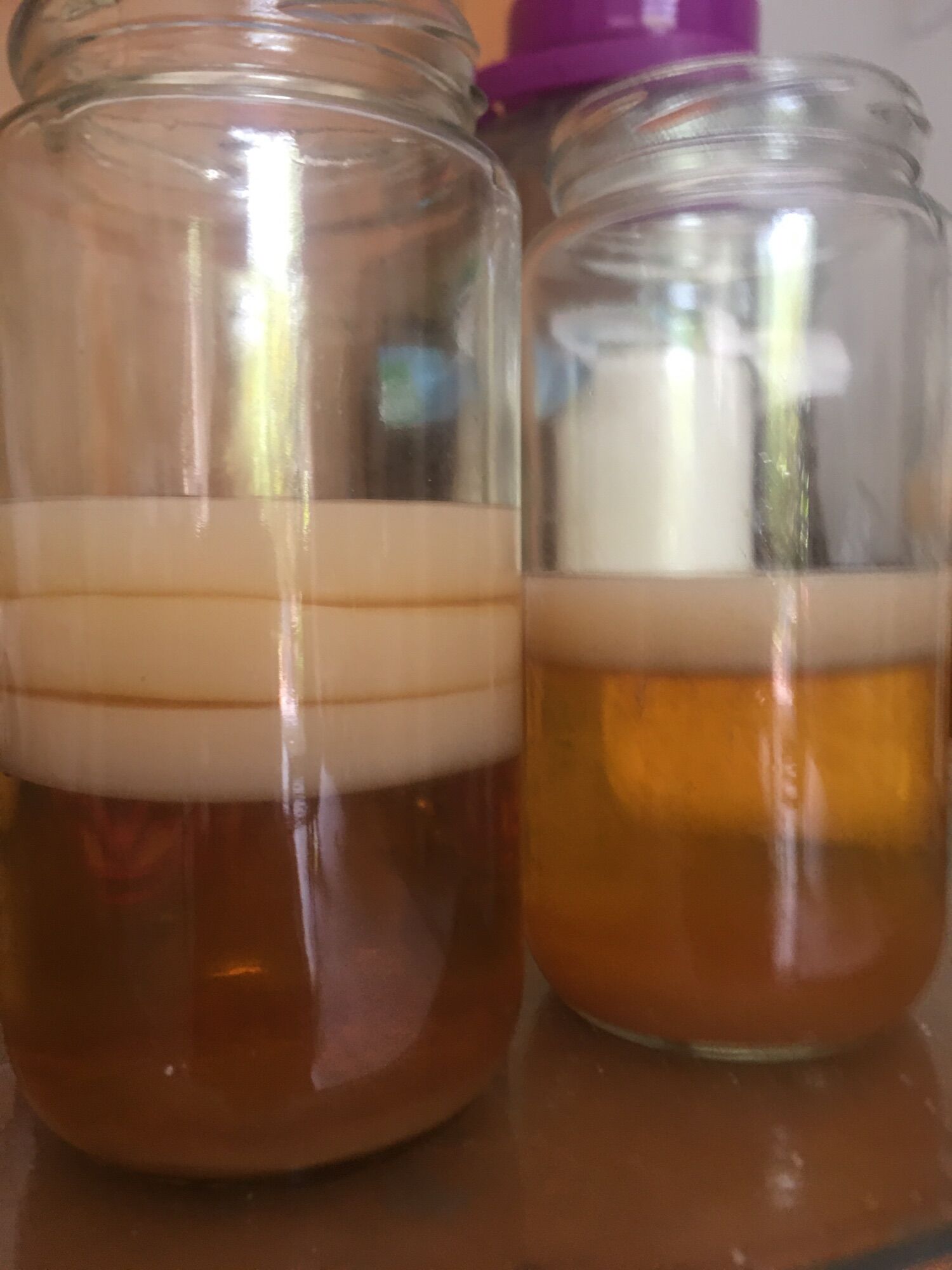 Scoby làm trà kombucha