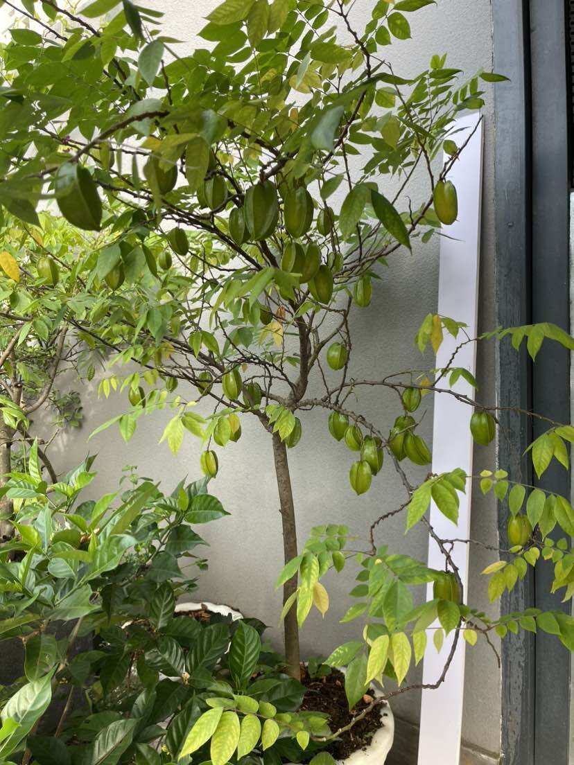 Tuyết An Shop 1989