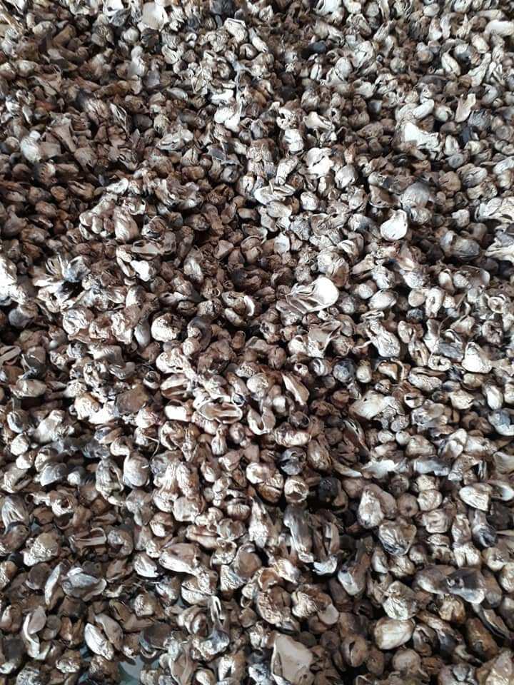 500g Nấm Rơm Búp Khô