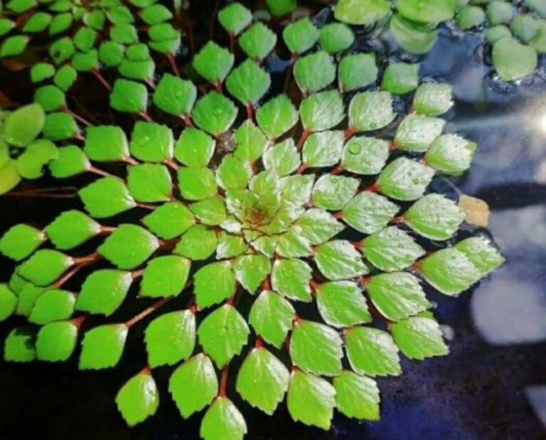 200 gam bèo hoa dâu và 5 nhánh ấu thái