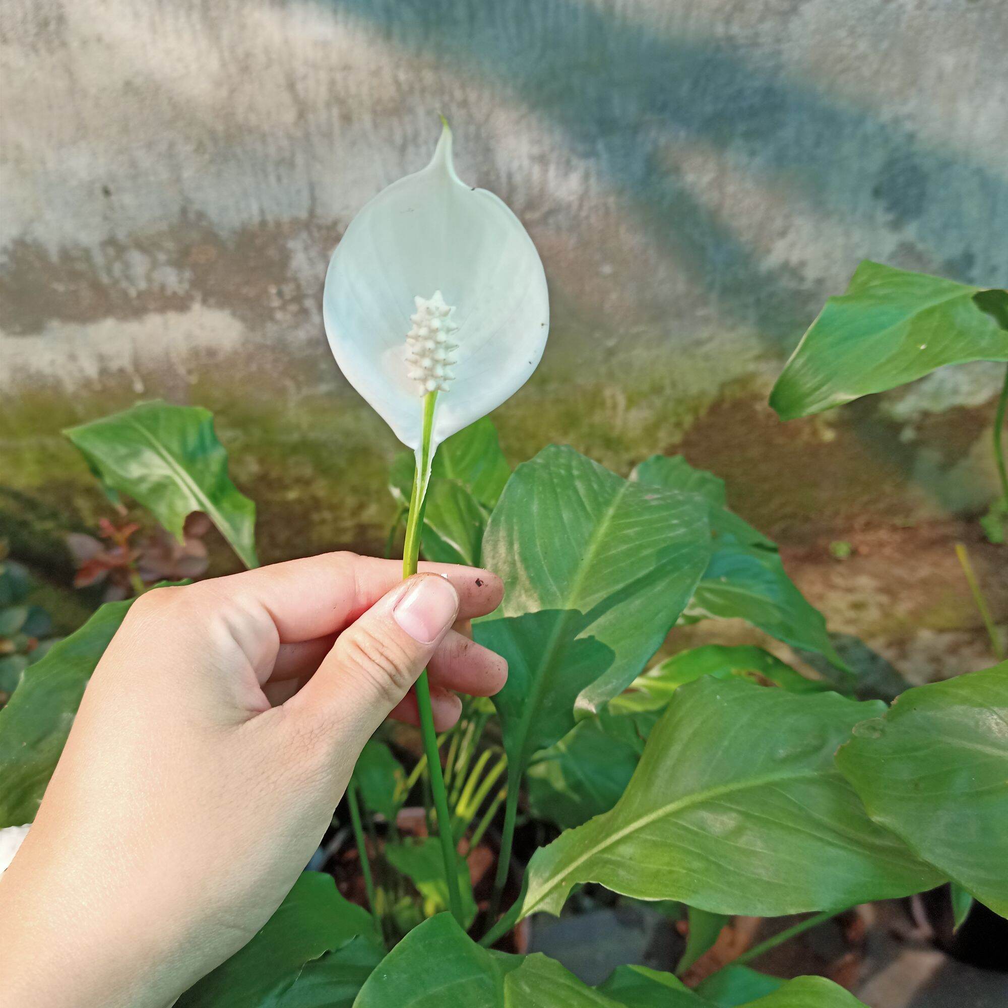 Chậu cây lan ý hoa trắng, thuần khí hậu miền Tây giao cây đang hoa- Summer Garden