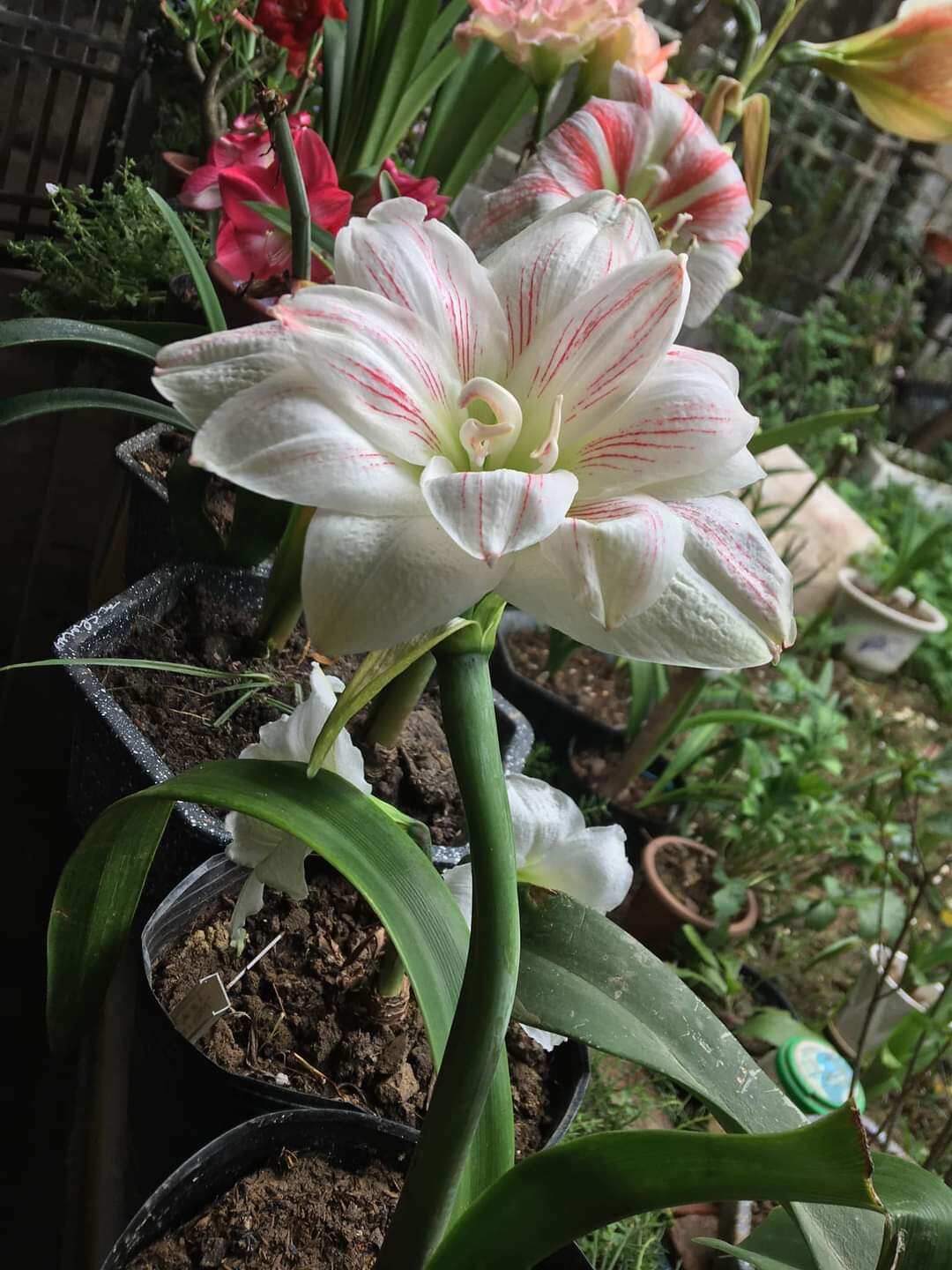 củ giống hoa lan huệ