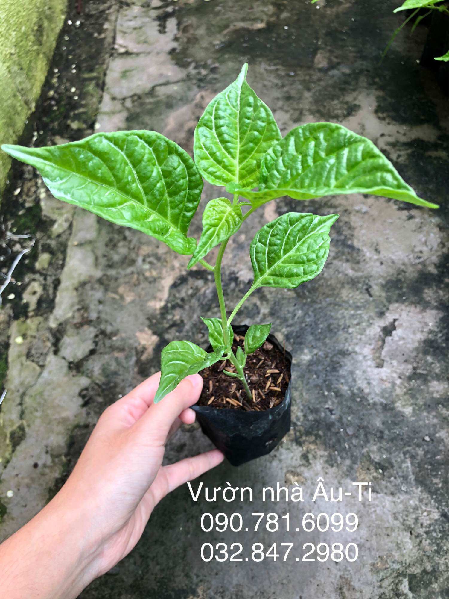 Cây ớt Carolina reaper red , ớt cay nhất thế giới, trồng 1 tháng thu hoạch
