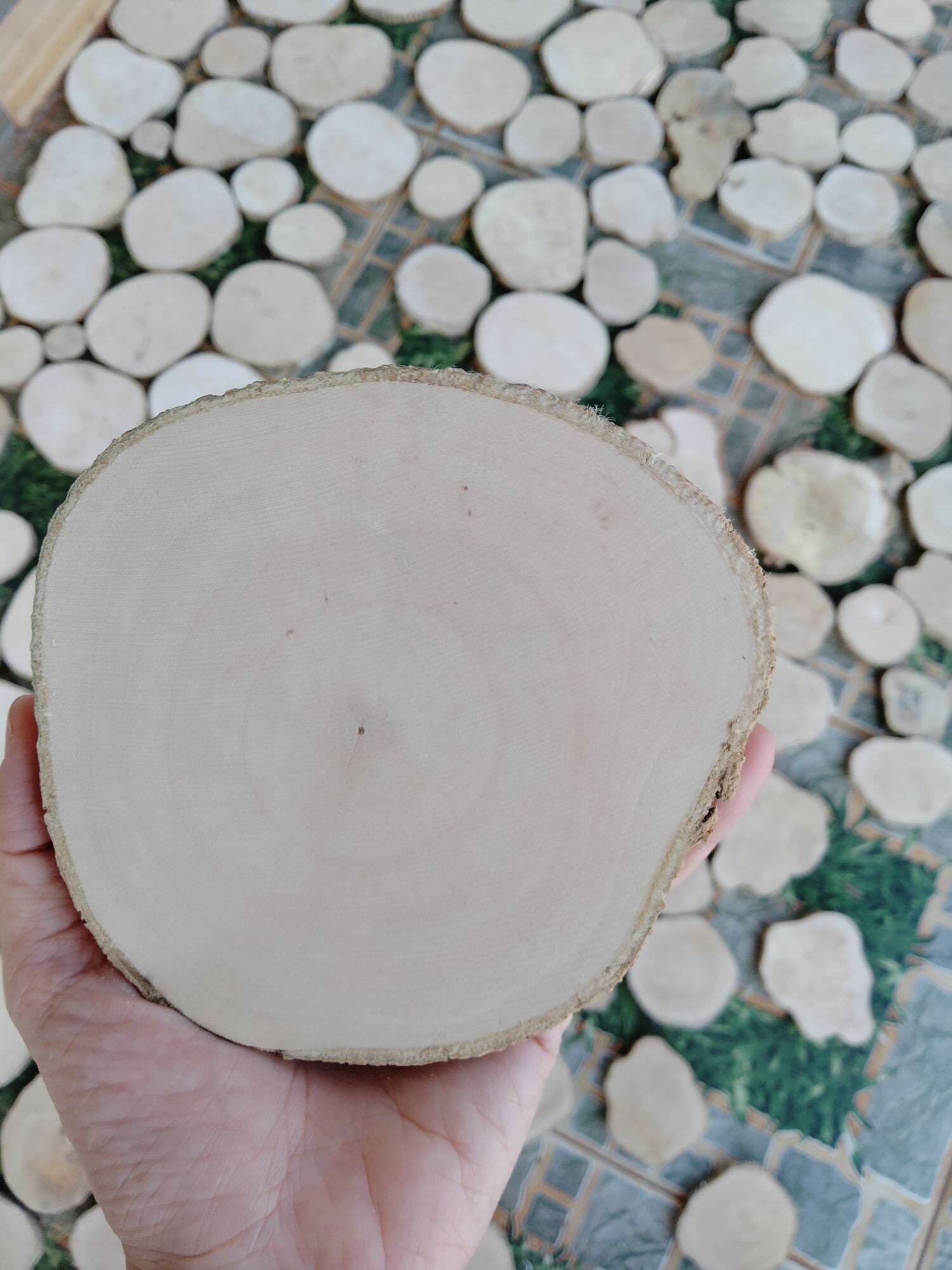 Lát gỗ trơn Decor trang trí 10-12cm.