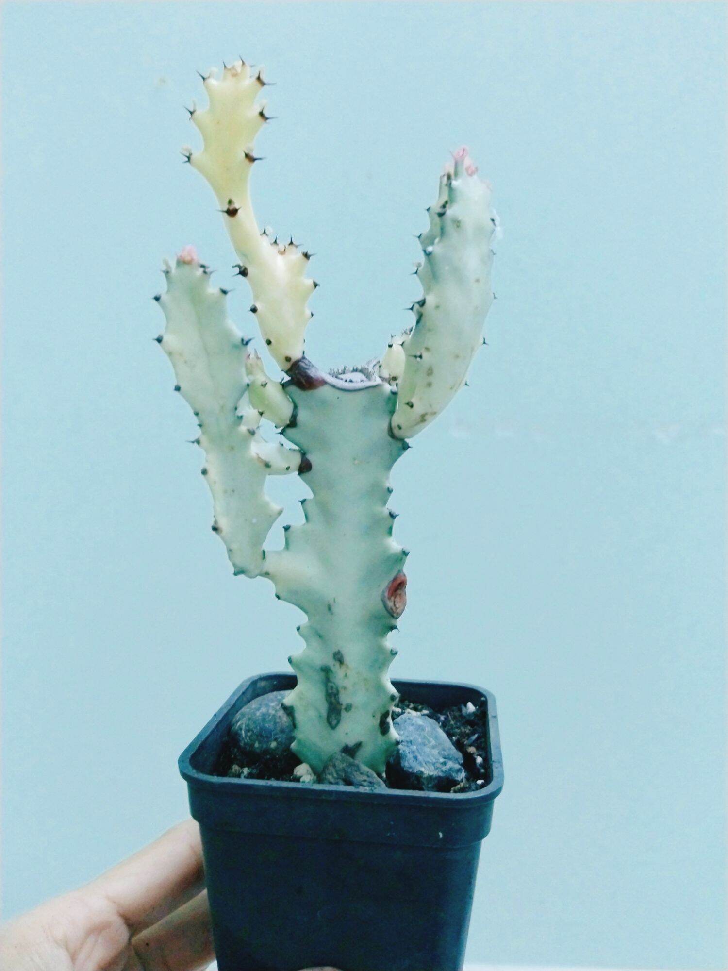 Xương rồng euphoria var trắng