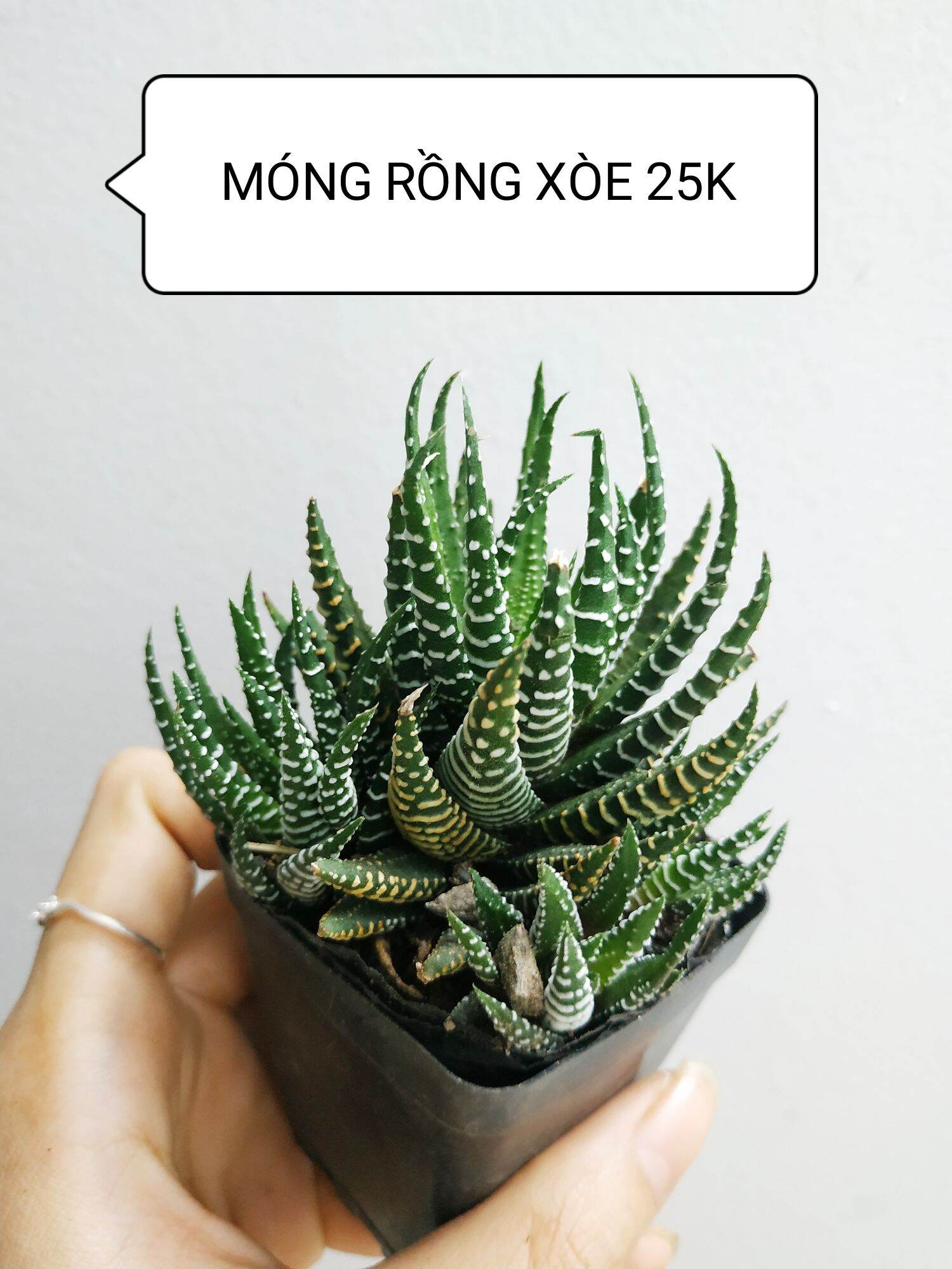 Xương rồng MONG RỒNG XÒE (M.Ó.N.G R.Ồ.N.G)