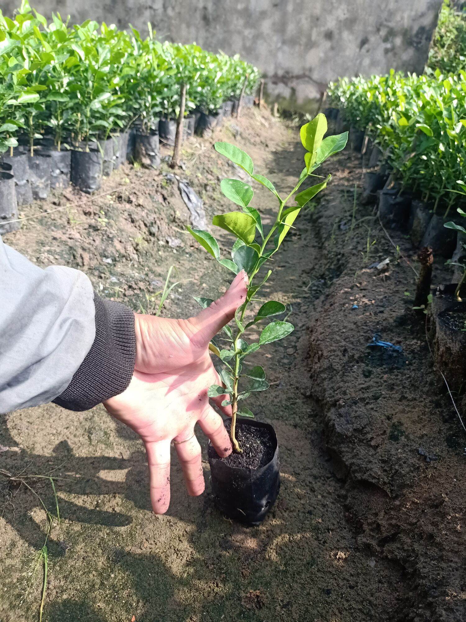 cây chúc giống 2cây