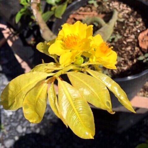 Cây mai lá ngọc cành vàng bonsai - gốc ghép