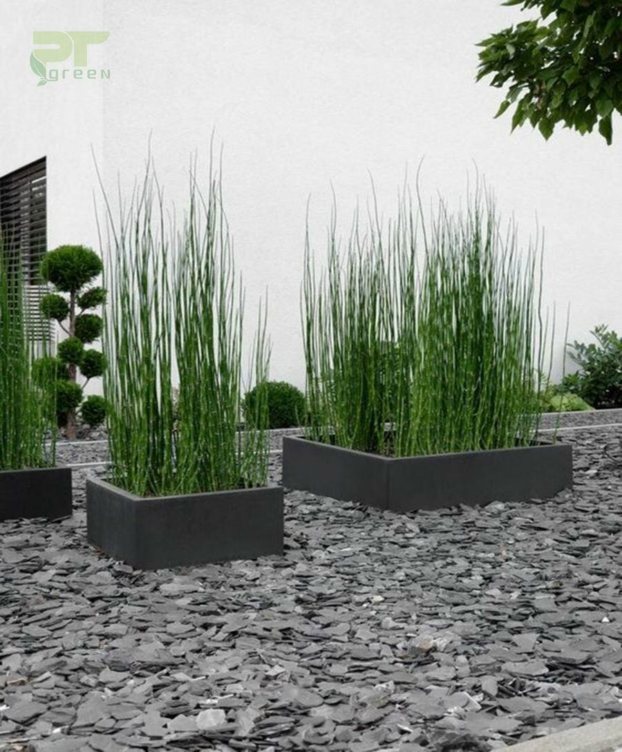cây thiền trúc không lá