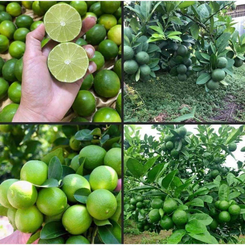 Cây giống chanh lùn tứ quý