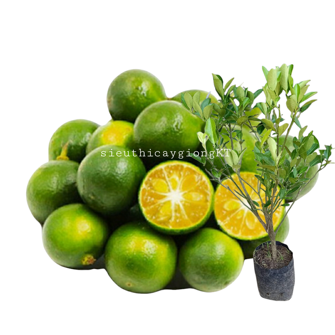 Cây tắc giống. Cây quất chiết dễ trồng nhanh cho trái cao từ 20cm.