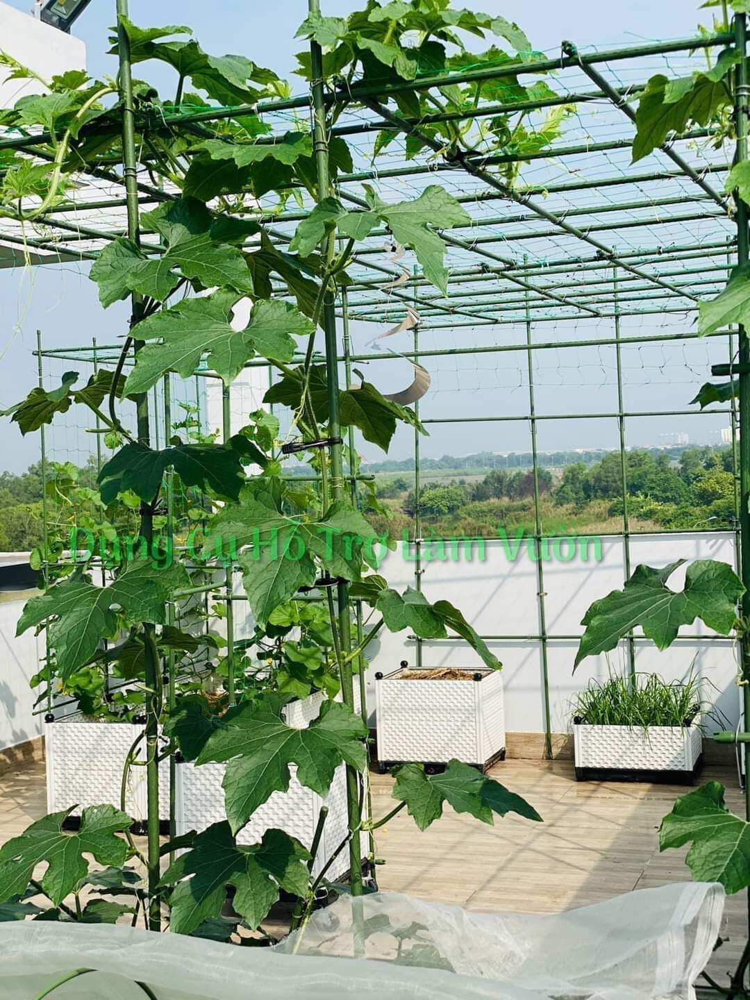 50 cọc chống cây làm giàn 1m8 fi11