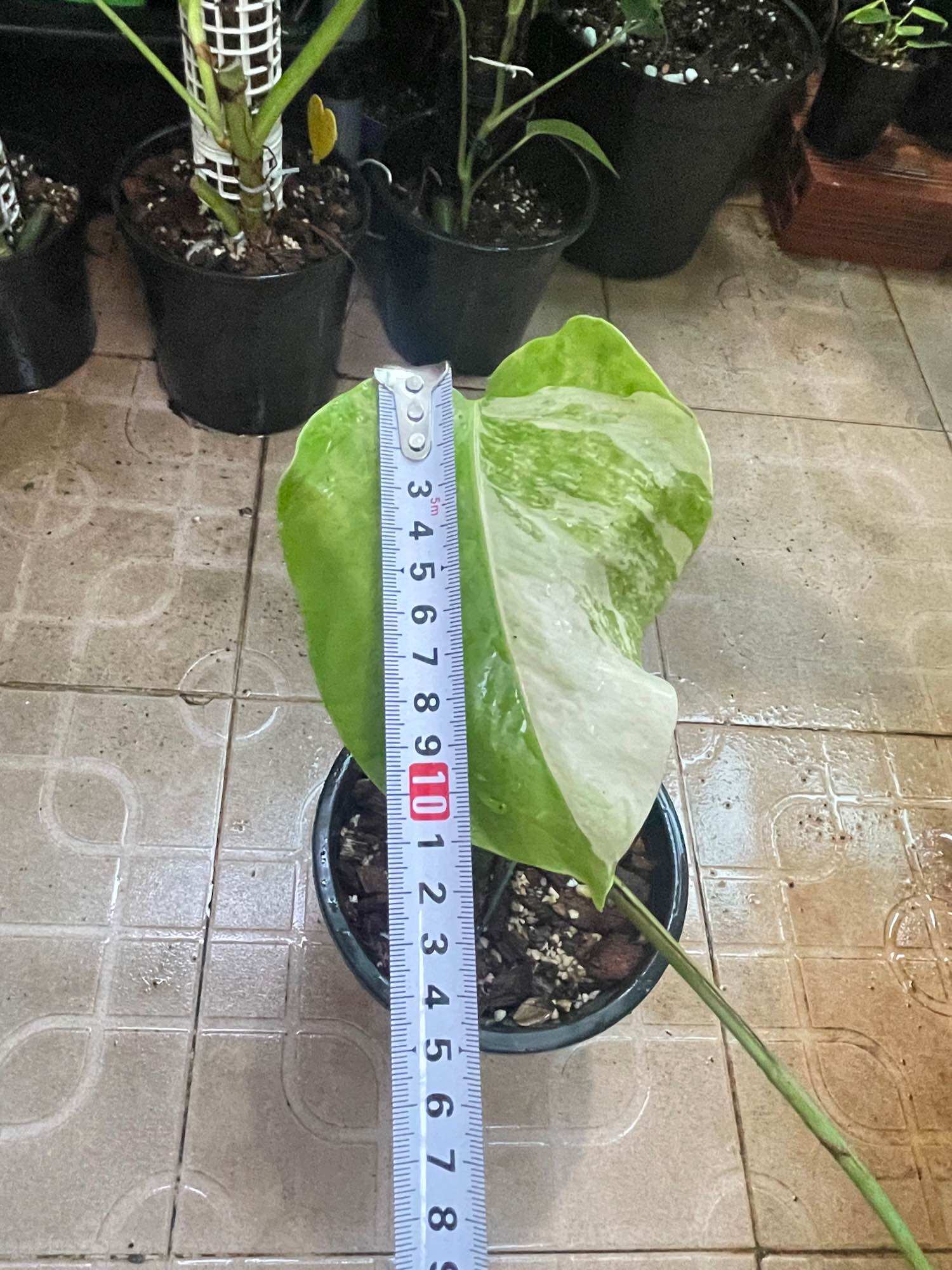 Trầu bà lá xẻ monstera abbo
