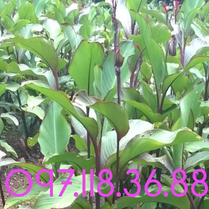 Cây dong riềng đỏ làm cảnh, làm thuốc