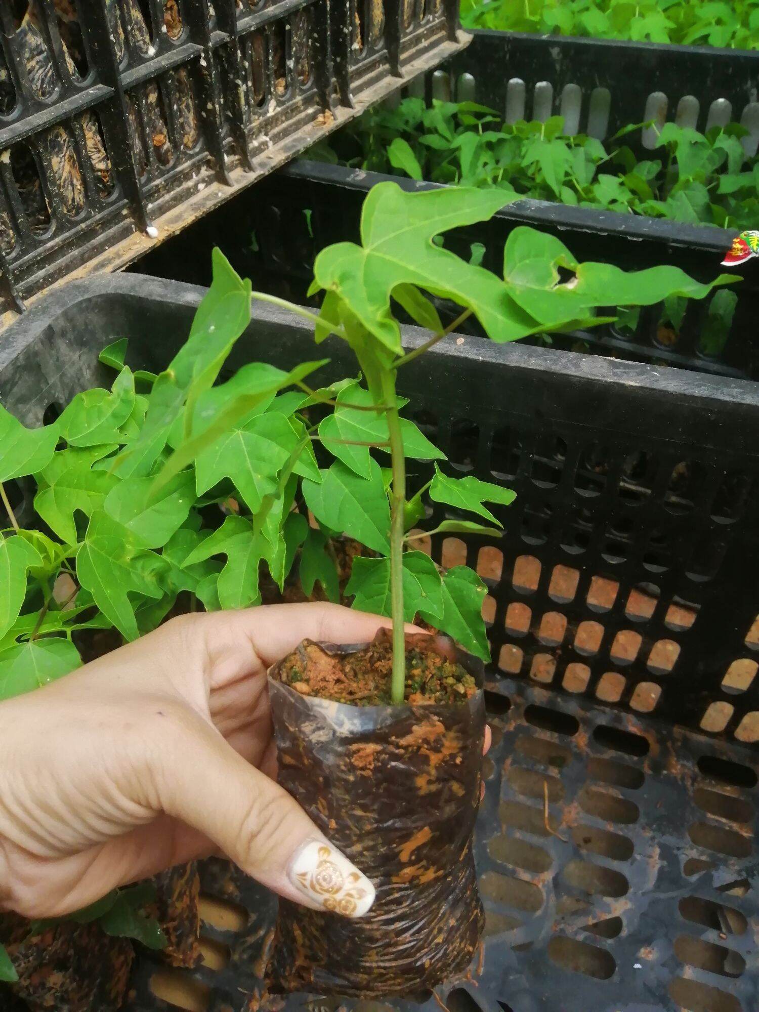 Cây giống hoa đu đủ đực