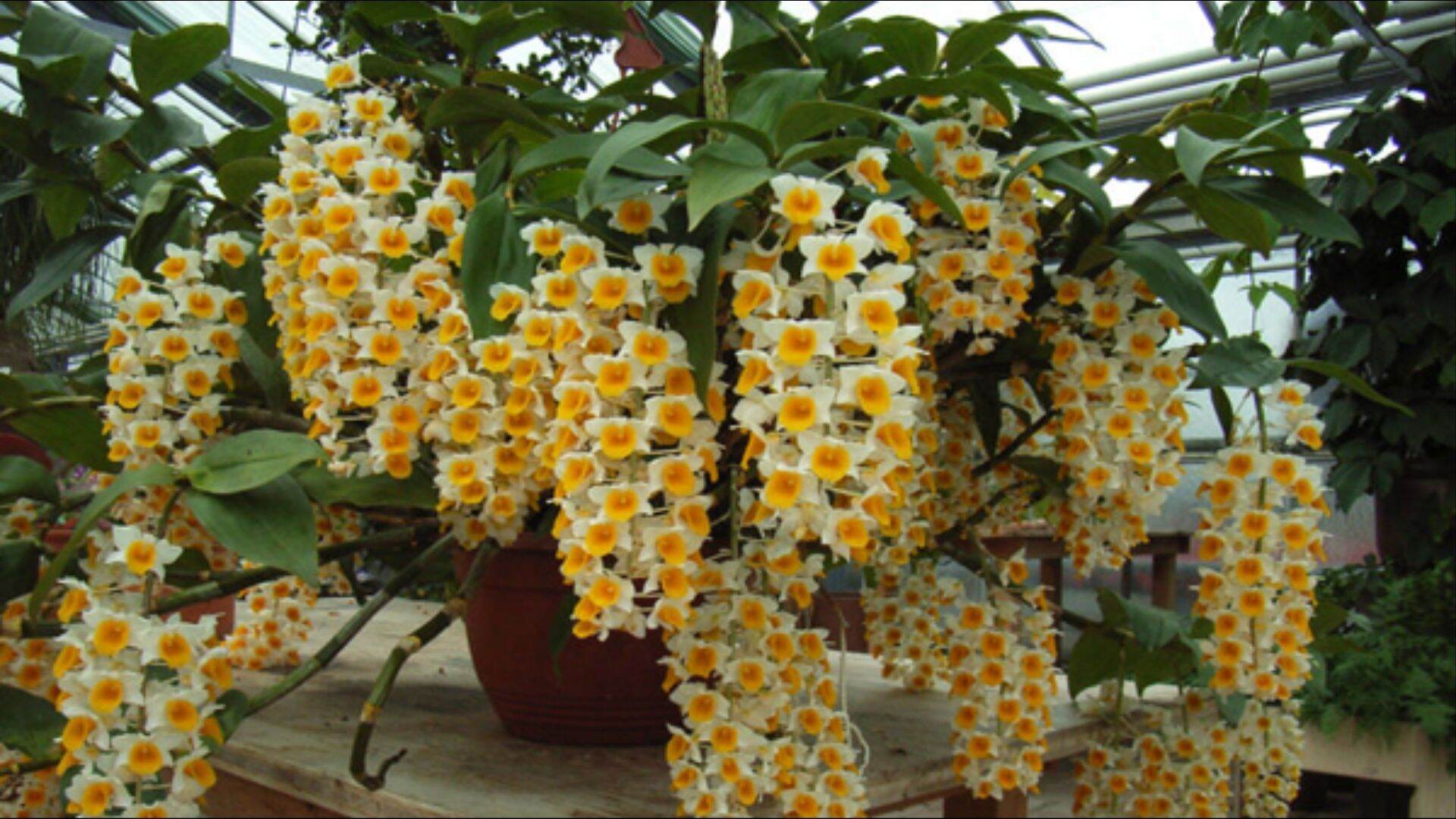 Thủy Tiên(Kiều) ,  chậu 10 cm,cây trưởng thành nhiều thân,hàng Thái lan thích hợp khí hậu VN khg, hoa ngẫu nhiên màu.