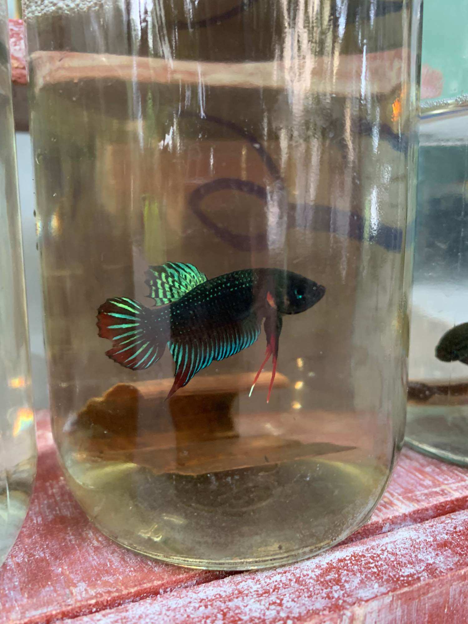 Lia thia đồng trống 20k