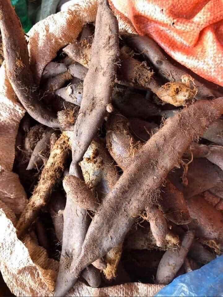 Cốt toái bổ tươi (1kg 50k, shop bán từ 3kg)