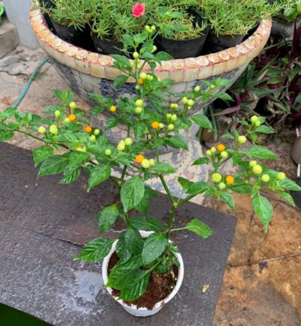 Combo 10 cây mô vỉ Nhật Lùn ( chuẩn giống)