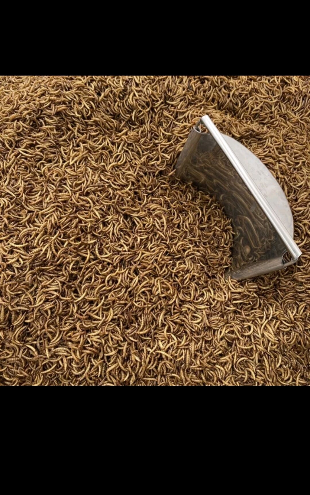 sâu sấy khô dùng cho bò sát (túi nhỏ 15g )