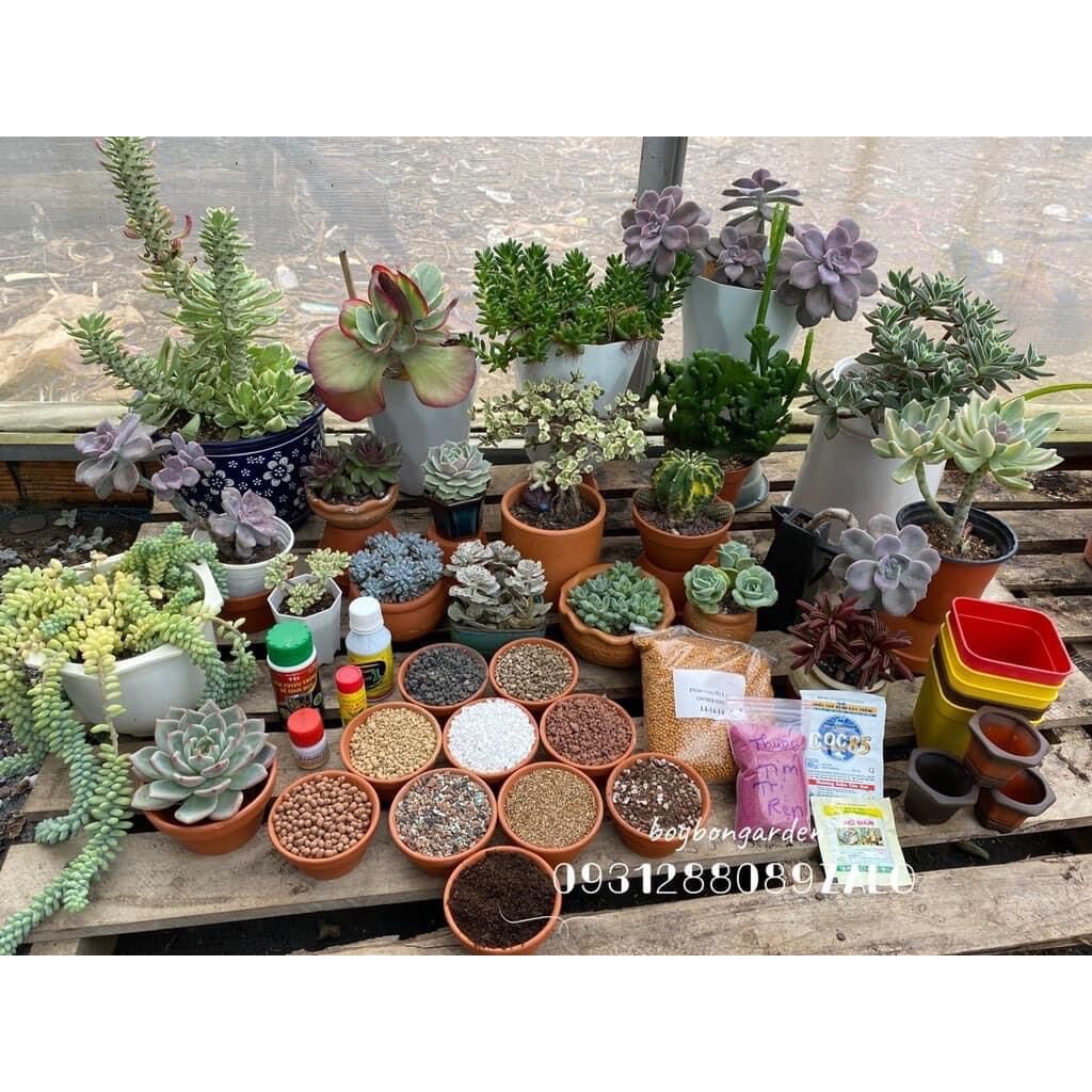 Cây sen đá crassula tứ phương xanh 3cm_hàng sẵn