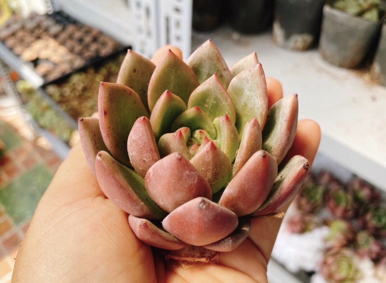 Sen đá pha lê Hồng size 6-7cm