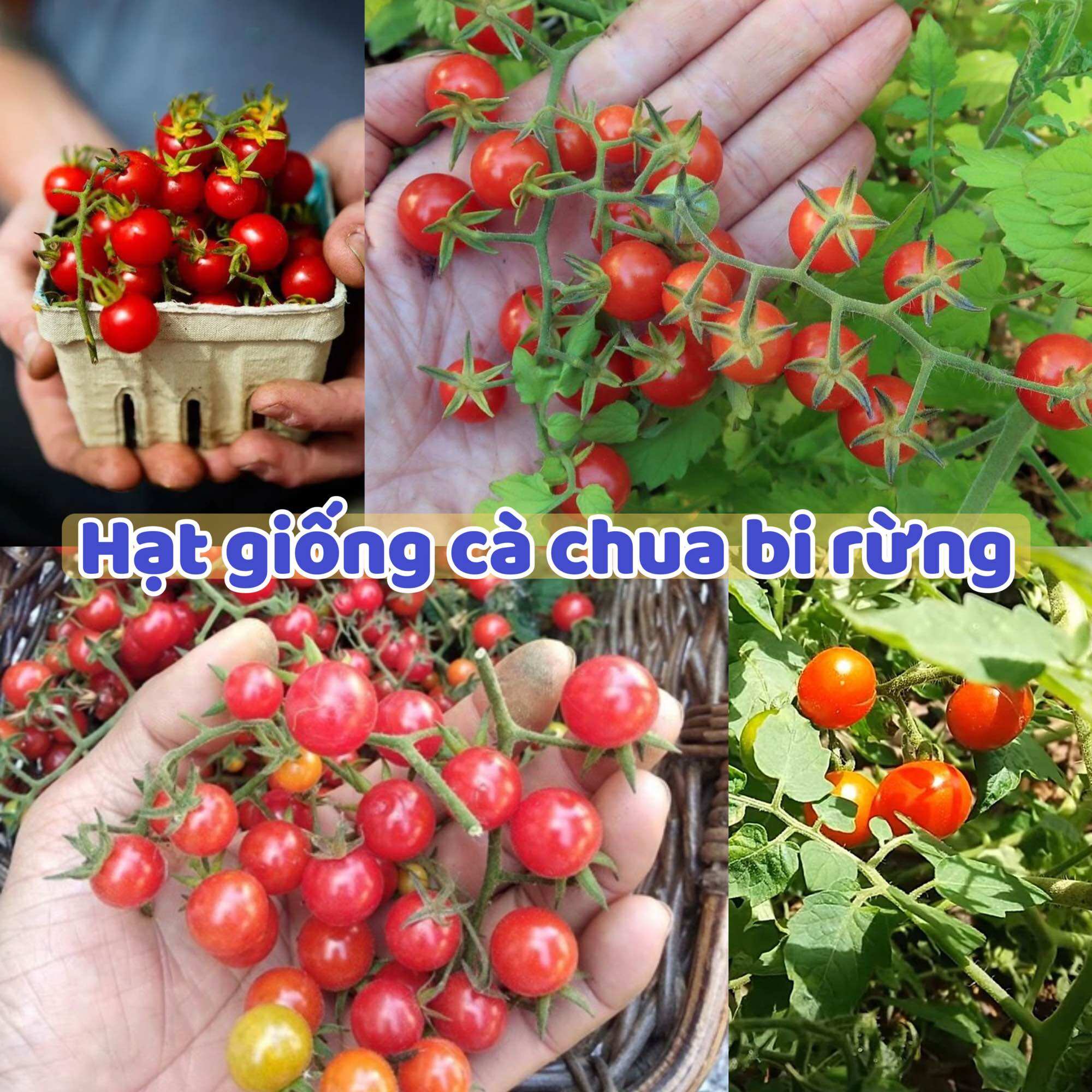Hạt Giống Cà Chua Bi Rừng - ( Cà Chua Bi Dại - Gói 20 Hạt) - Dễ Trồng