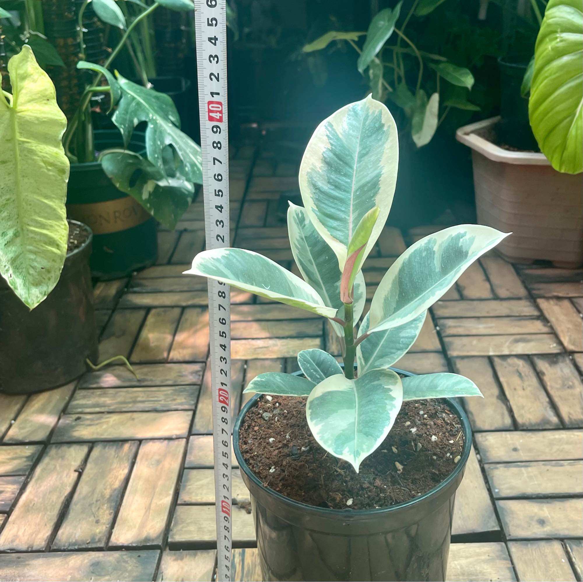 Cây đa cẩm thạch cao 35cm -40cm.