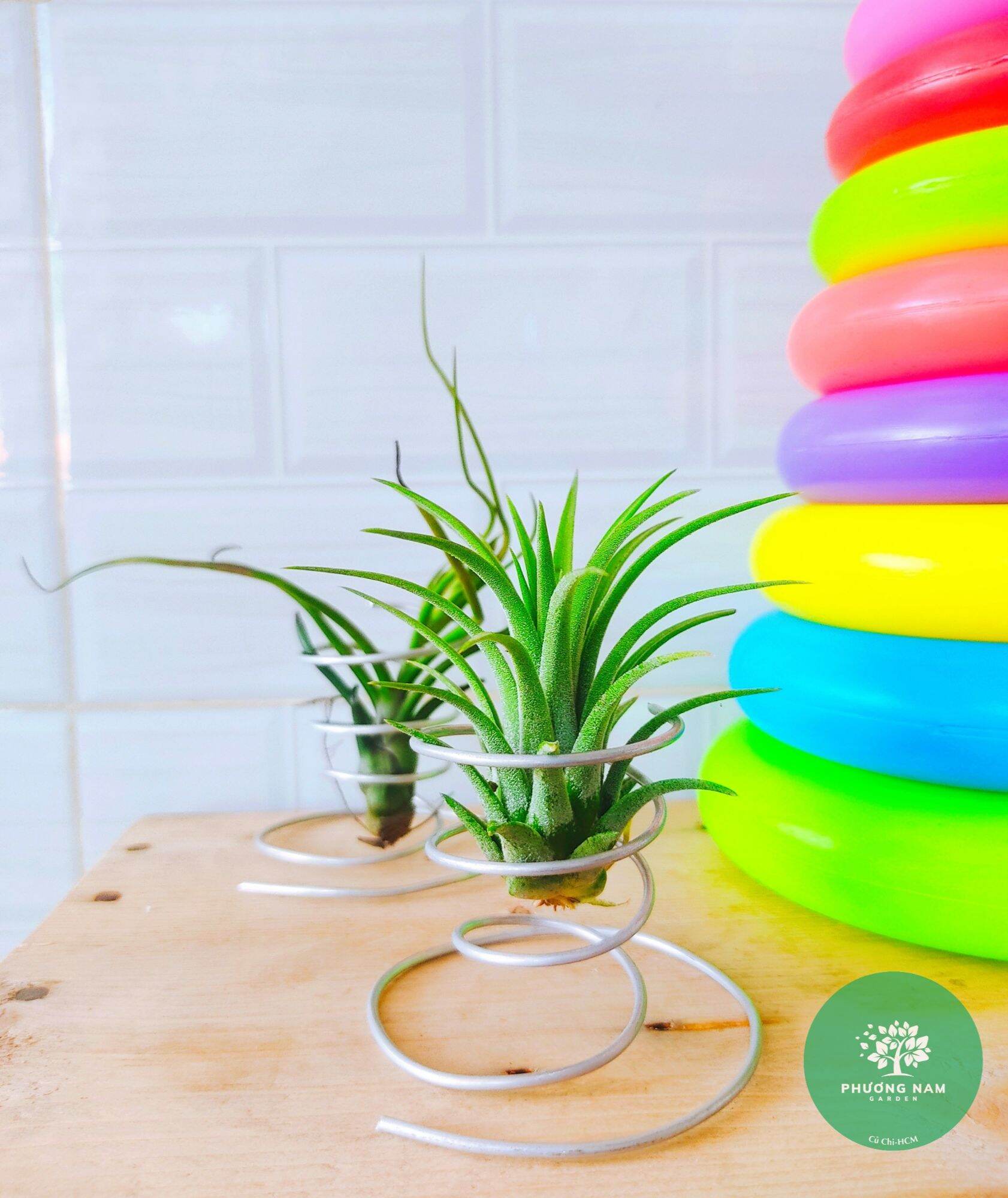 Phụ kiện đế trồng trang trí cây không khí Kim yến,chỉ đế không cây