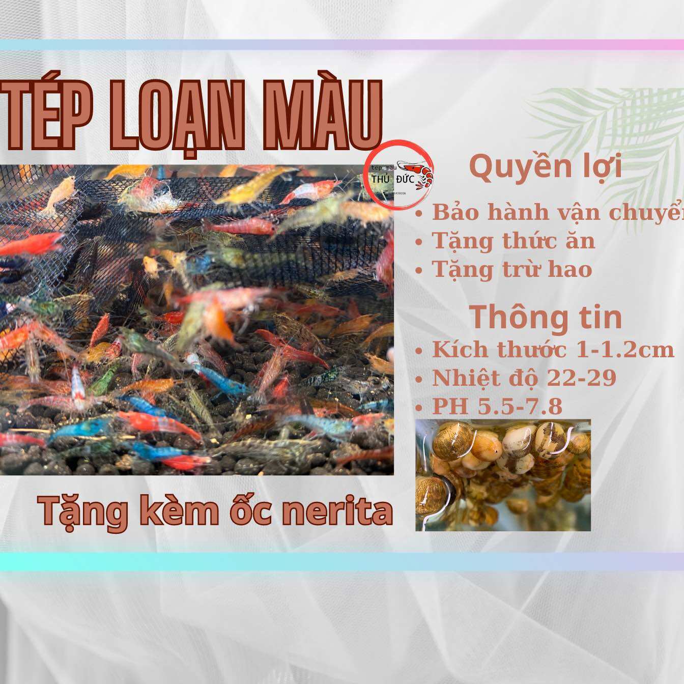 20 tép cảnh loạn màu trang trí bể thủy sinh