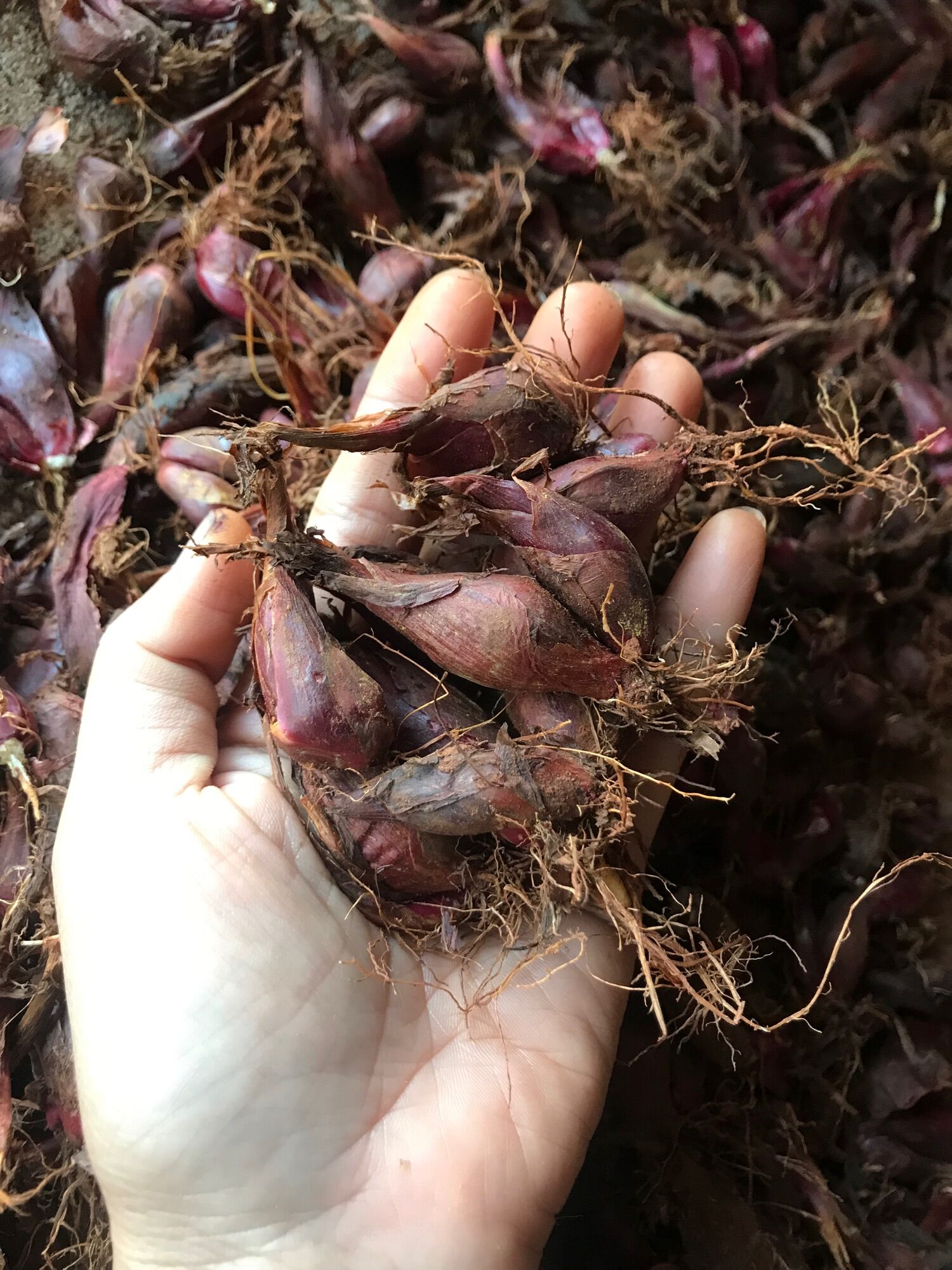 Củ giống sâm đại hành đà lạt 1kg