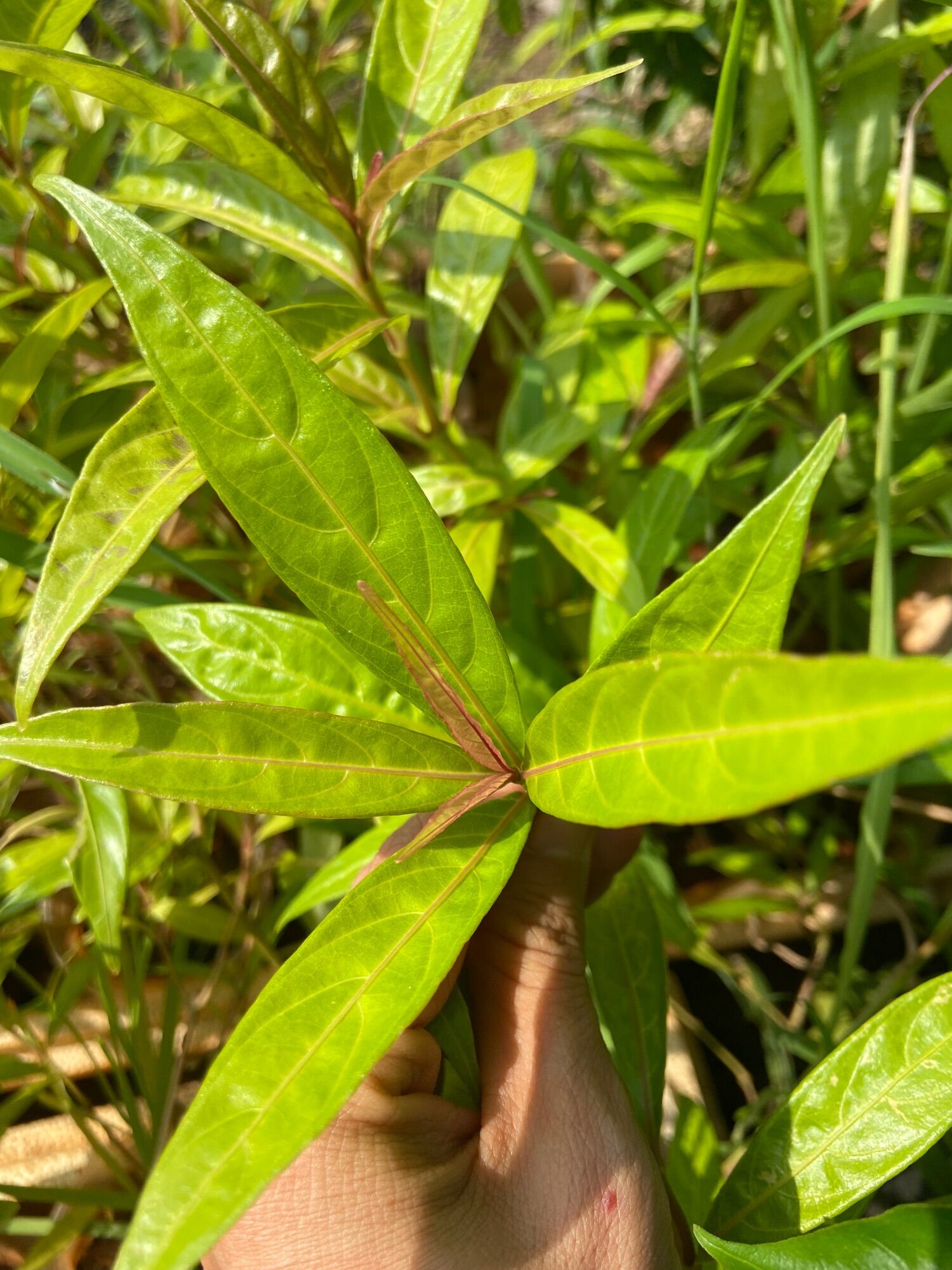 Cây hoàn ngọc đỏ
