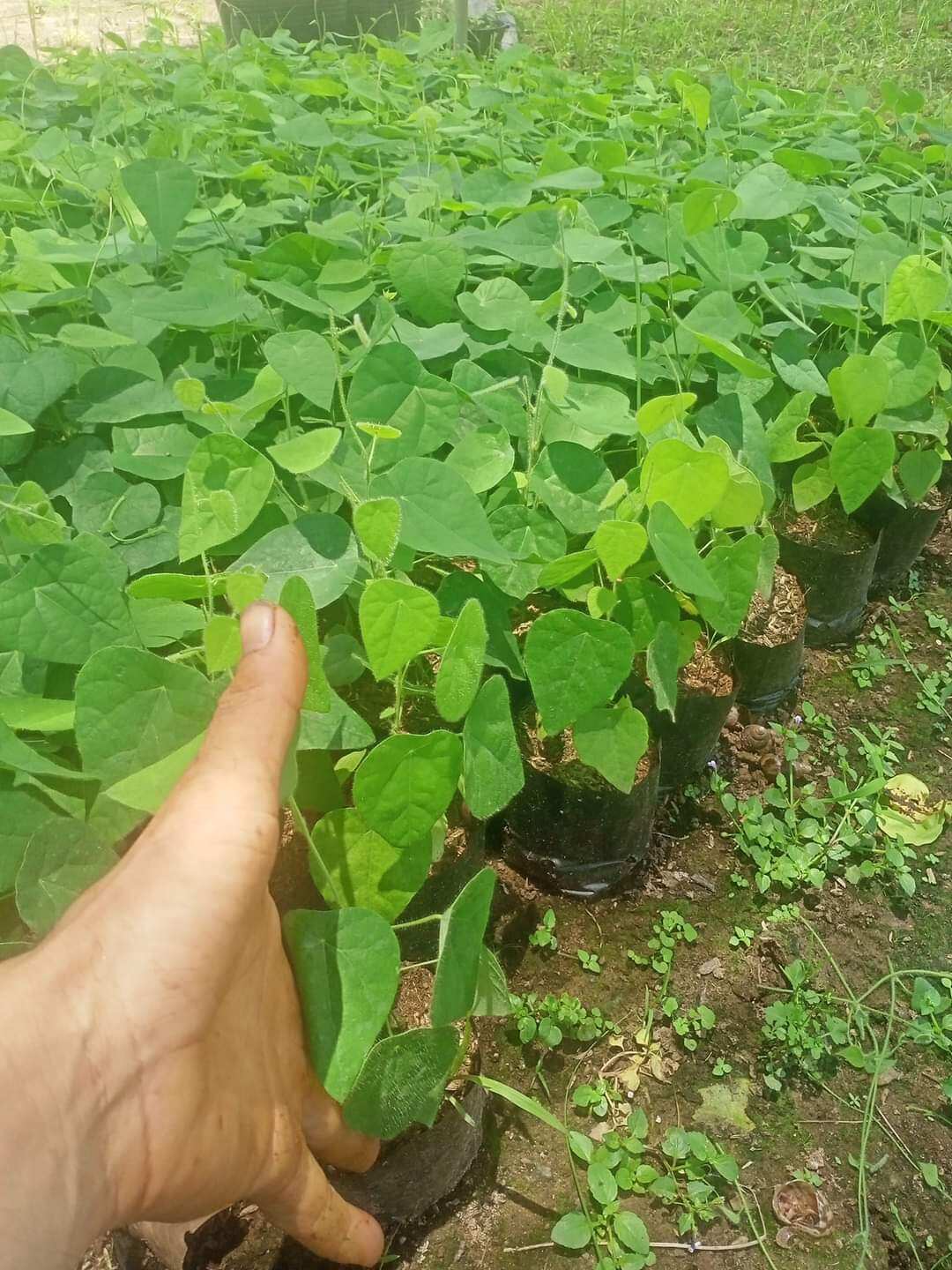 CÂY GIỐNG  SÂM LÔNG