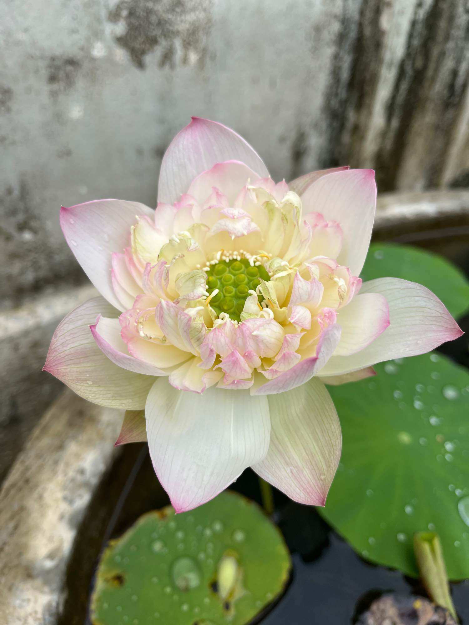 Củ giống sen cancan