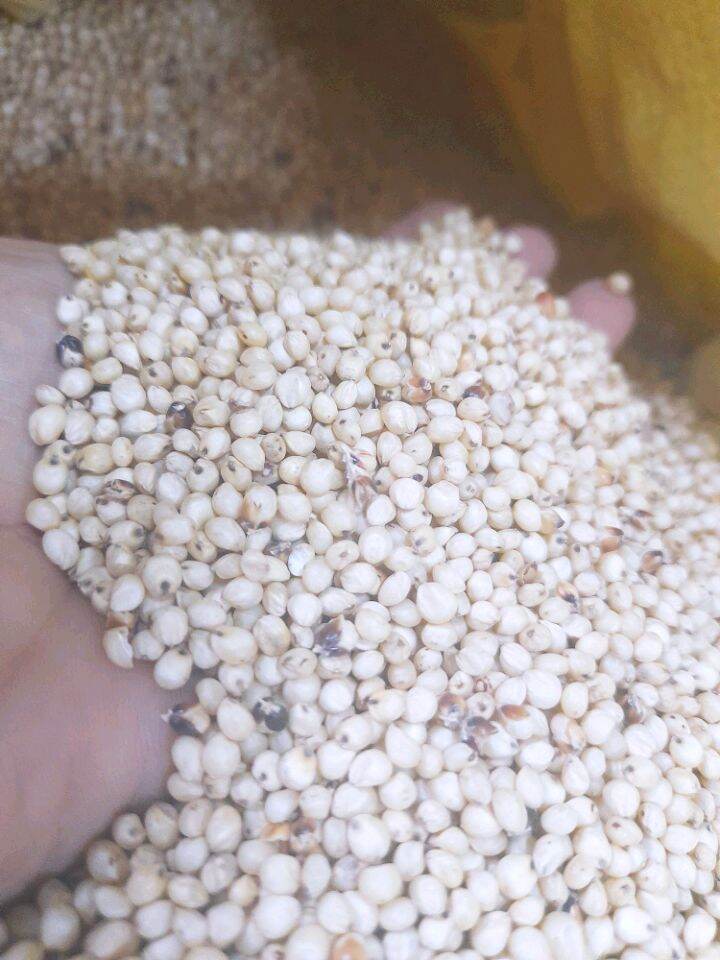 Bo bo trắng Úc 1kg