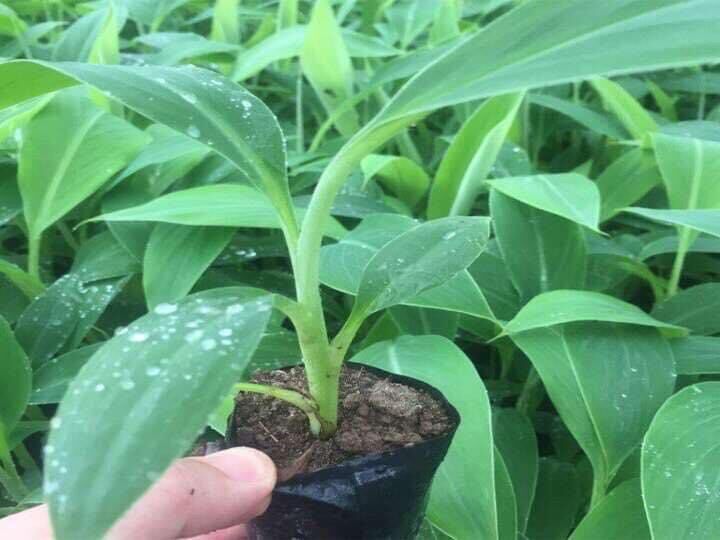 Chuối sáp nghệ