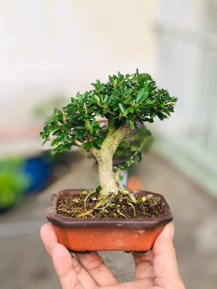Super Mini 86 Fir Tree with Bat Trang Pot