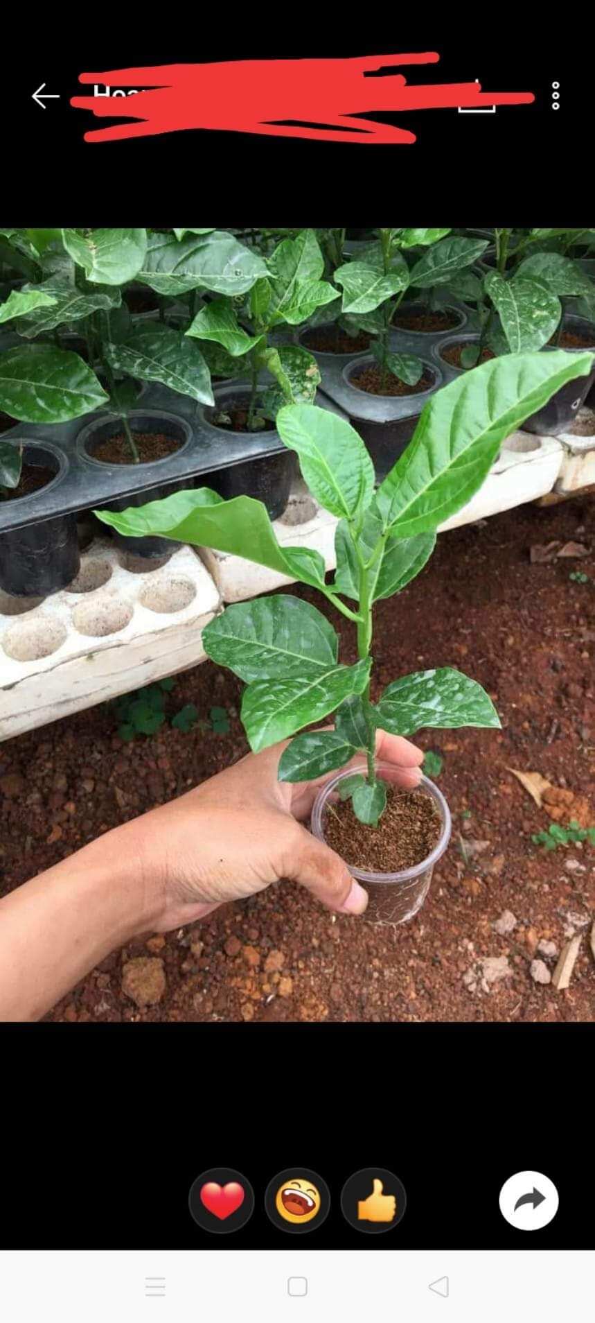 CÂY GIỐNG CHANH LEO CHUỐI (GHÉP SIÊU SỚM)