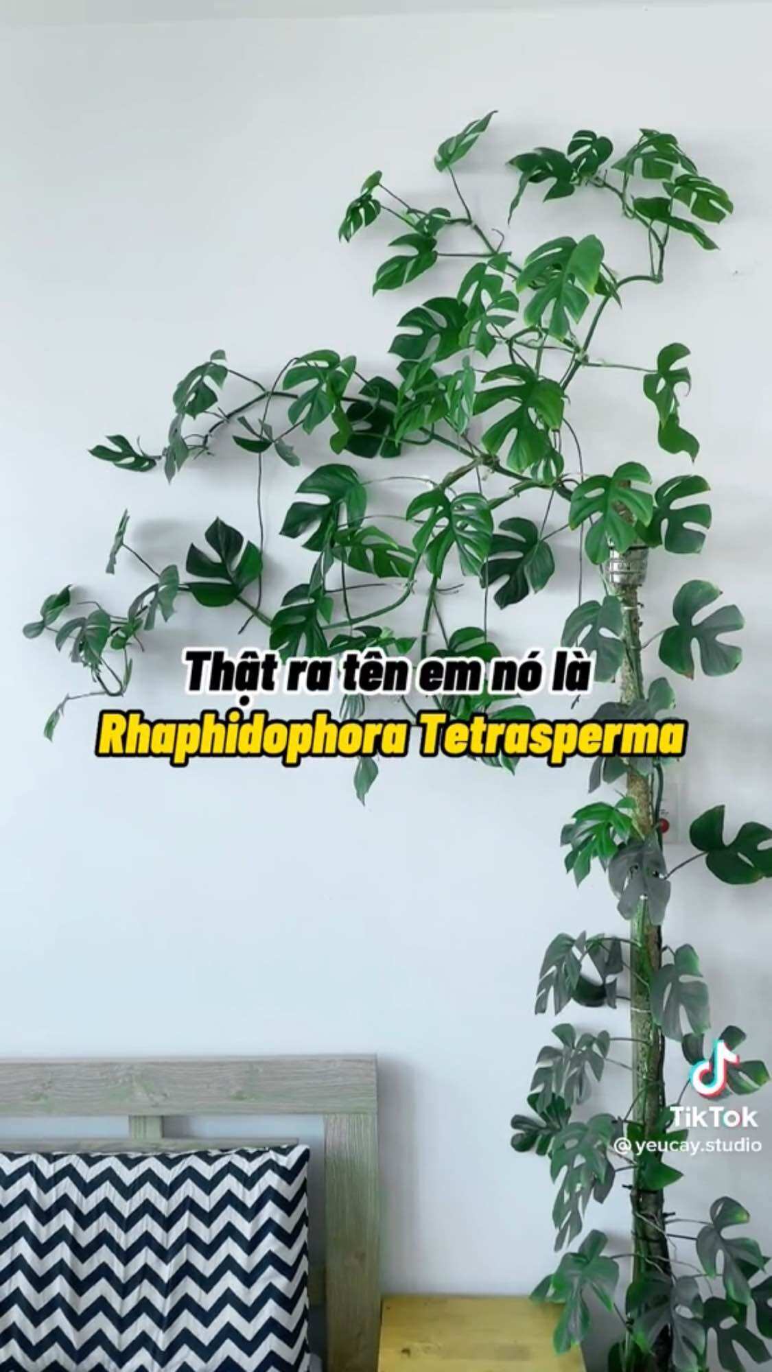 Cây trầu bà leo cột mon mini