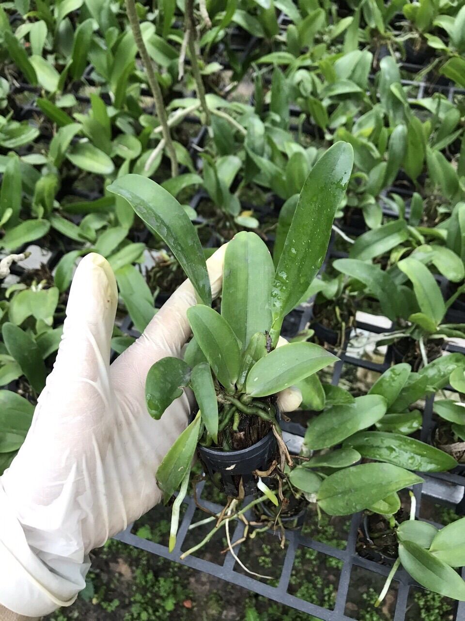TNX01 - Hoa Lan Cattleya Màu Trắng Tím - Cây Con