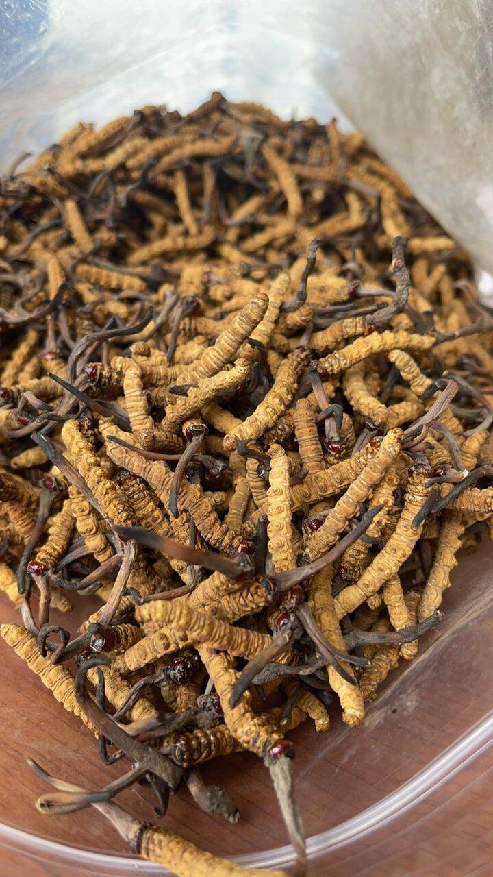 1gr Đông trùng hạ thảo Bhutan - Dùng thử